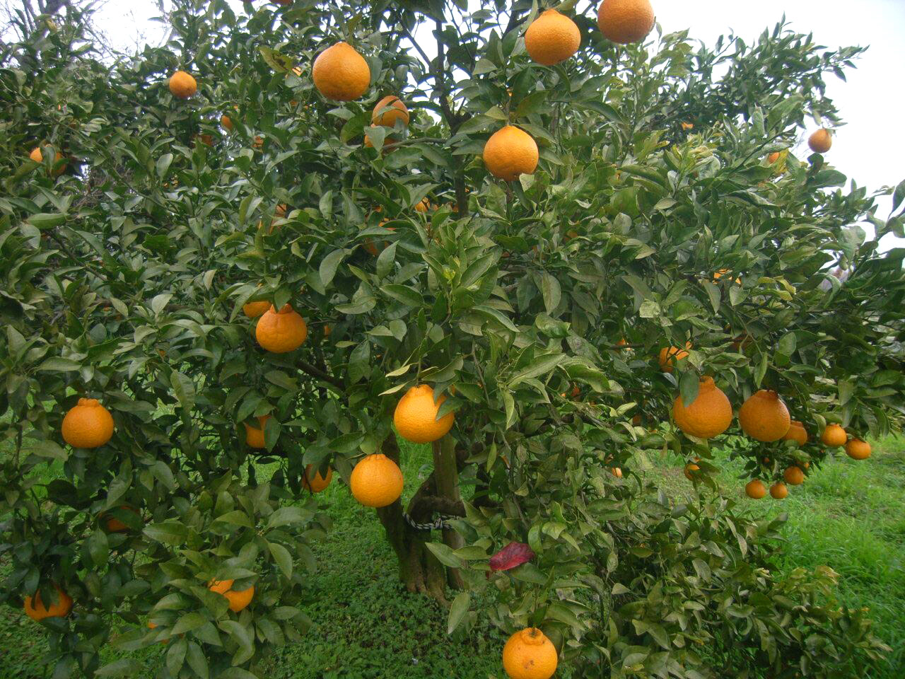 シラヌヒ(不知火)