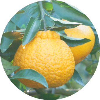 しらぬひ(不知火)