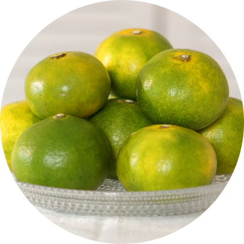 早生温州(温州みかん)